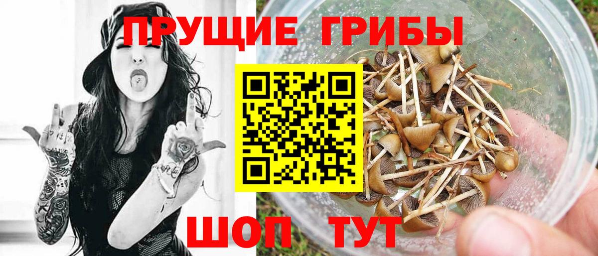 Псилоцибиновые грибы Psilocybe Карталы